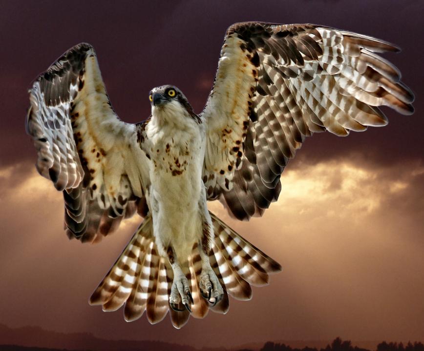 Osprey in flight at sunset | Shutterbug